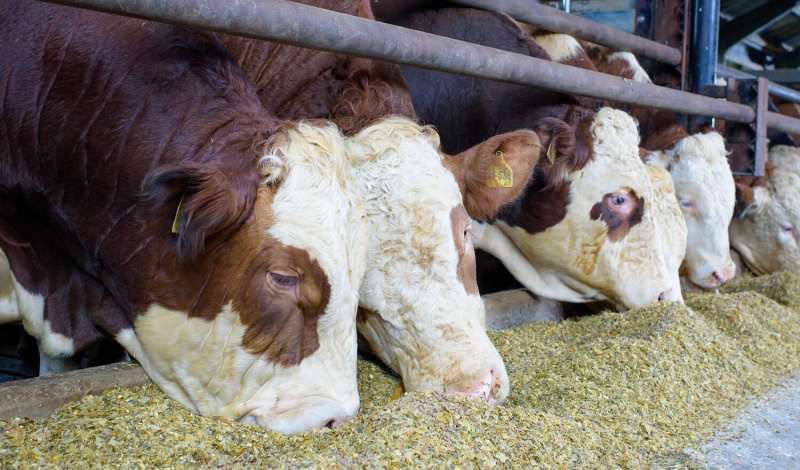 Ausgewachsene Bullen im Stall