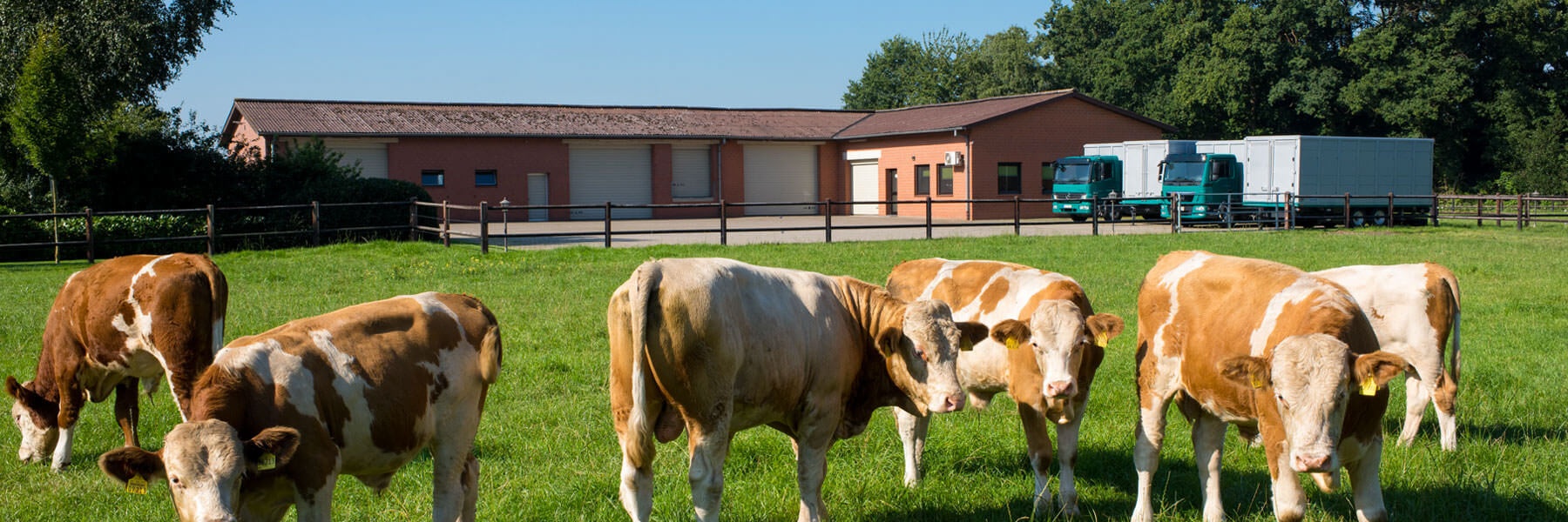Kühe weiden auf Wiese